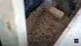 Hempcrete Construction: Sustainable Building with Hemp