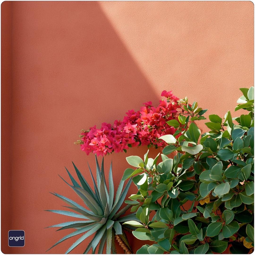 Thriving Mediterranean Gardens in India Guide